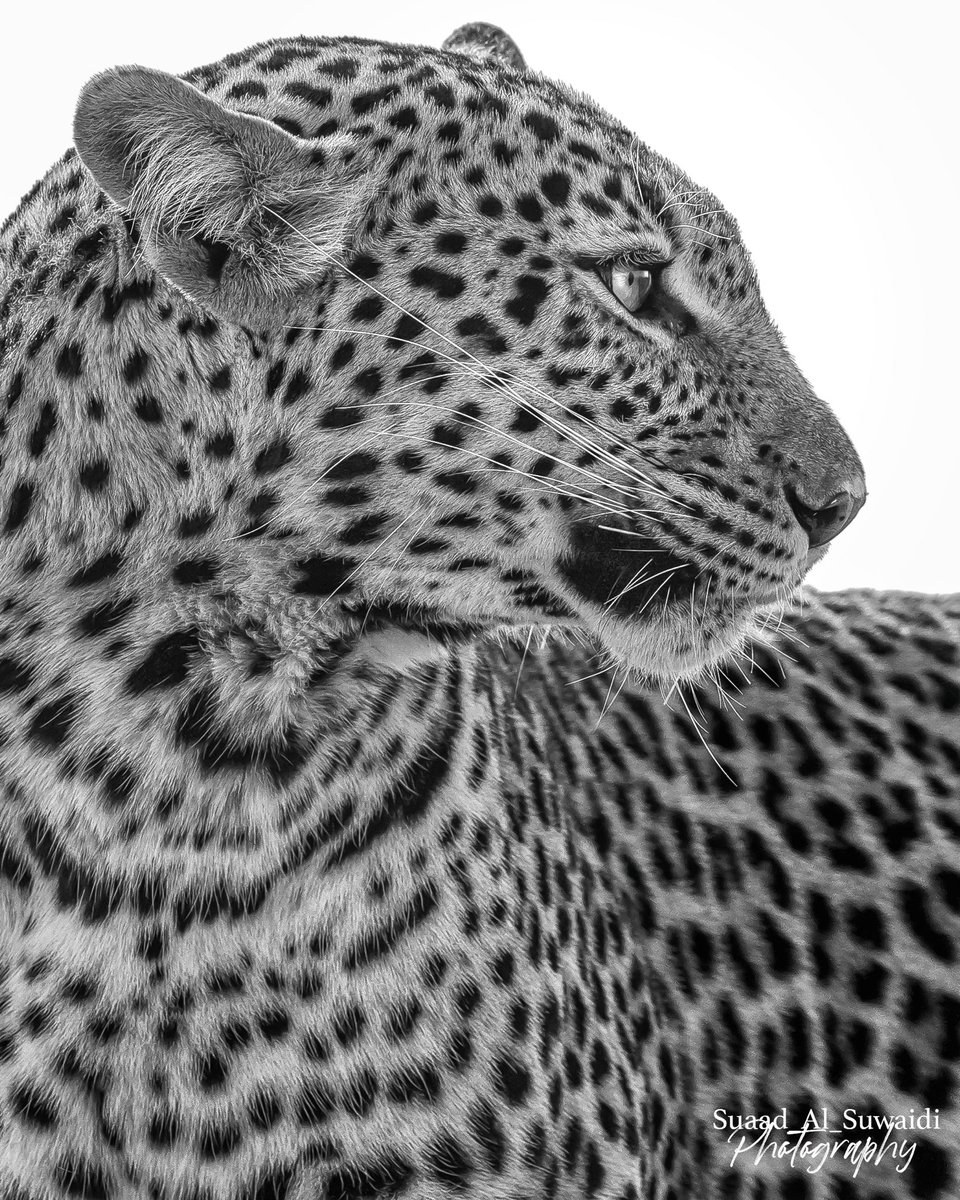 A leopard 🐆 checking it’s surroundings..

#africa #áfrica #bigcatsofafrica #bigcat #leopard #uaefemalewildlifephotographer #femalewildlifephotographer #femalewildlifephotographers #femalephotographer #suaad_alsuwaidi 
الفهد يتفقد المكان 
#حيوانات_مفترسه #افريقيا #سعاد_السويدي