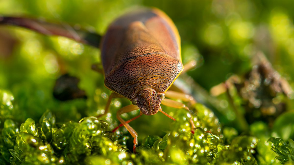 BcdPhotos's tweet photo. Nikon 1 J5 
#macrophotography #InsectWeek21 #insect #fotografie #photooftheday #photo #photoshopcamera #NaturePhotography #naturelovers #nature #wild https://t.co/RaFLkl32aY