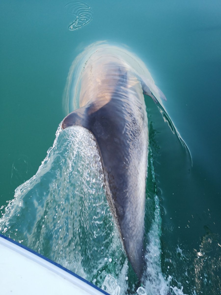 Dolphins playing with the boat off Holm isle of lewis #islandlife #theminch #isleoflewis #marinewildlife @syharbour @islesweather @VisitScotland #stornoway #dolphins