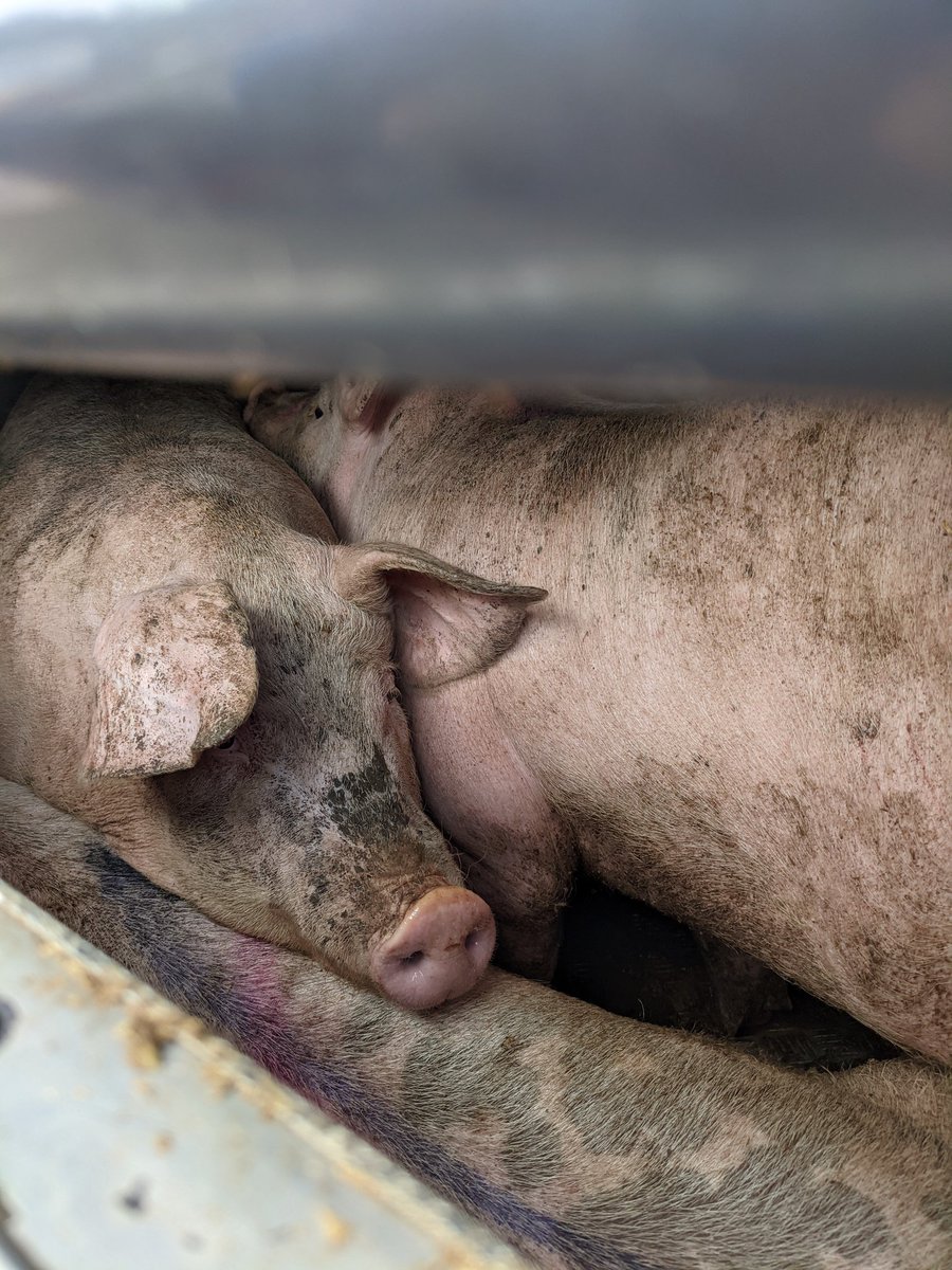 Datara_Uk's tweet photo. #meat is #murder if you still eat dead bodies of animals and say it's a personal choice YOU'RE FORGETTING ABOUT SOMEONE! They have NO choice!!! #bacon #ham #gammon #sausage #govegan https://t.co/Ocpd1761xN