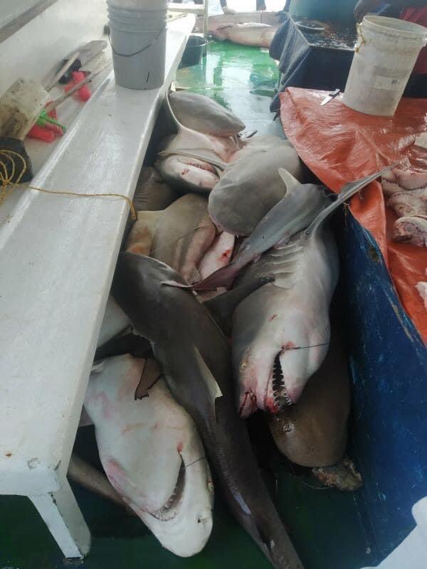mohamedseeneen's tweet photo. @EPAMaldives @MoFMRAmv 
@MoTmv @anuahsa @Mausoom_Maus @PoliceMv 👇🏾 https://t.co/lmeXL60z6G