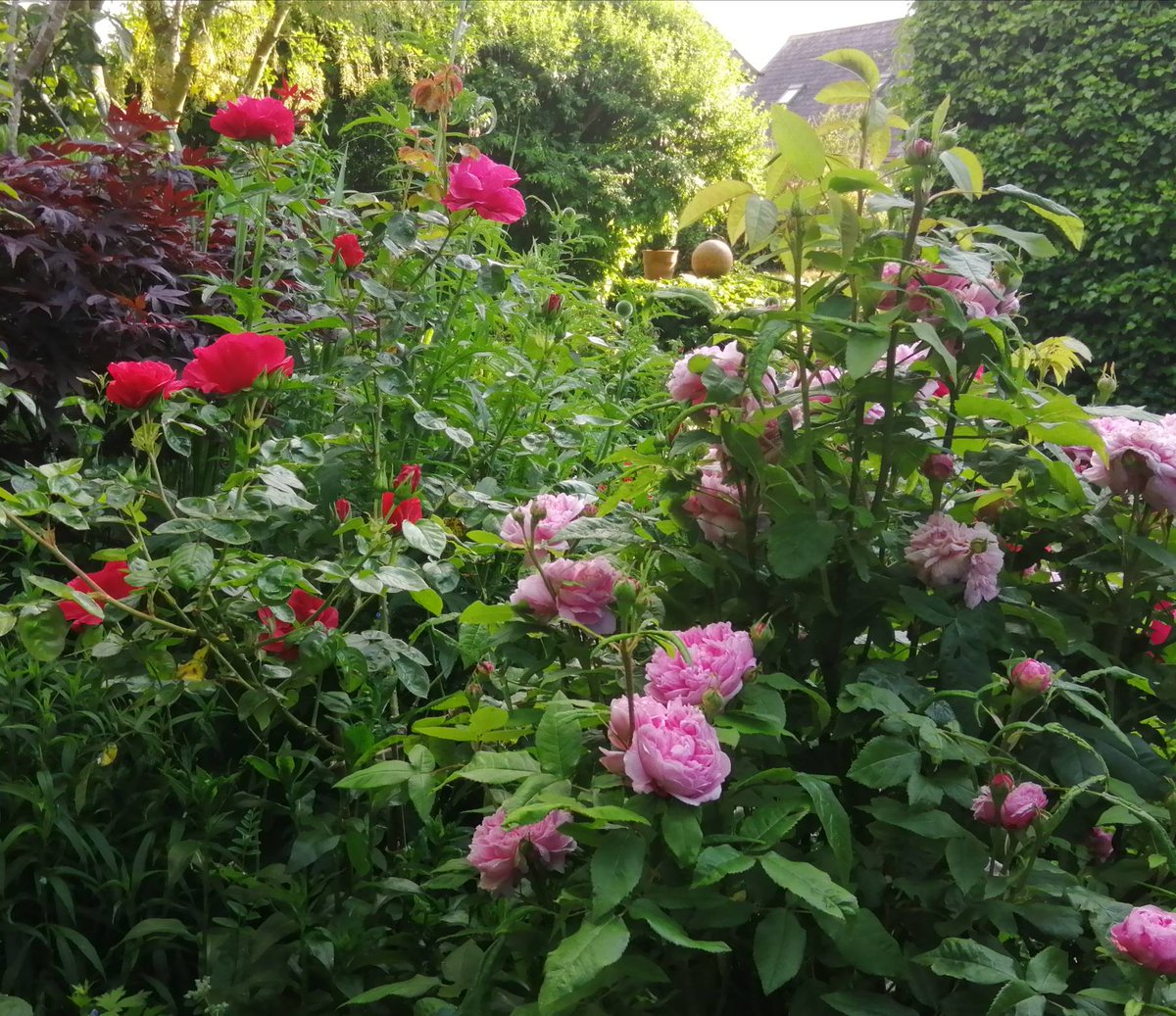 EoinLaneWriter's tweet photo. A riot of roses including the highly fragrant Alan Titschmarsh at the top of the central parterre
#roses #scentedroses #mygarden
#cottagegarden #parterre #gardening
#mixedborder #inthegardentoday https://t.co/YBzfKjwuLX