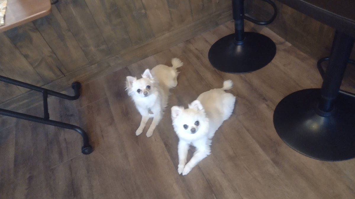 わんすたcafe 酒場 Onestacafeskb Twitter わんすたcafe 酒場 Onestacafeskb Twitter