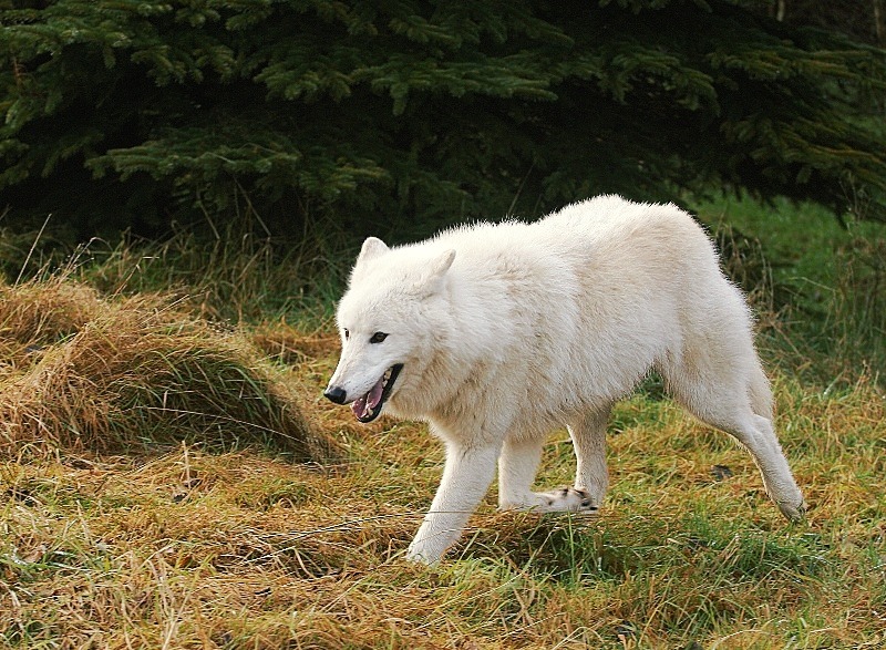 HourlyWolves presents: