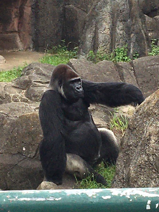 ゴリラ組長 ゴリラ男さん の人気ツイート 4 Whotwi グラフィカルtwitter分析