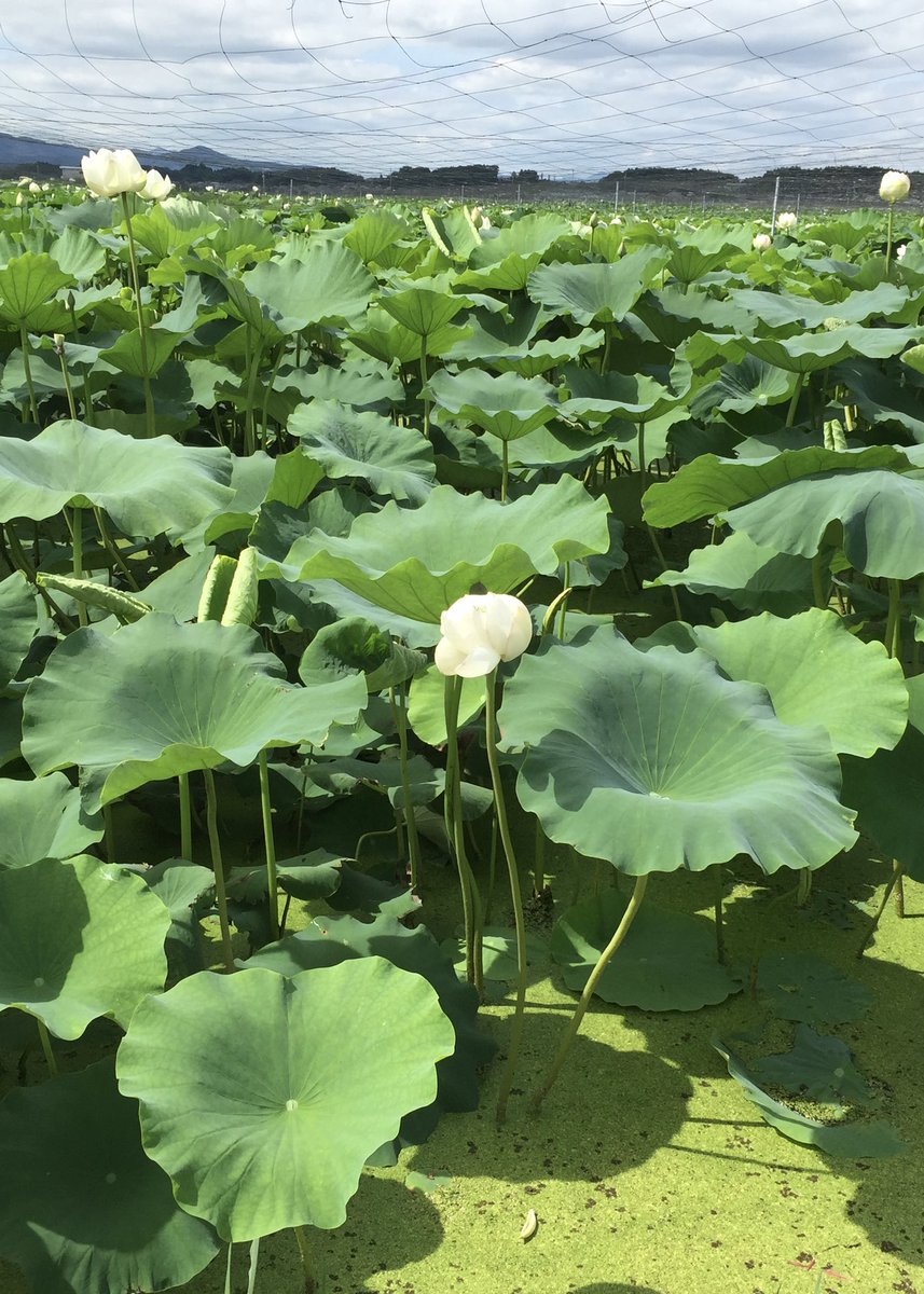 JYTravelJapan's tweet photo. Have you seen lotus flowers ?  Ibaraki, which is located northeast of Tokyo, is famous for ponds with lotus. Lotus flowers bloom in July.   And their roots are edible ❣️#flowers #tokyo #Japan https://t.co/AQqTgjMrHc