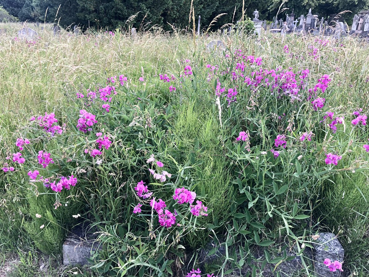 After visiting the market, take a stroll through Brompton Cemetery  <a href="/FOBCOfficial/">Friends of Brompton</a> to see the summer colours, fruits and wildlife 

1. Blackberry fruits emerging after flowering 
2. Butterfly on a daisy - Please help identify!
3. Perennial pea flowers