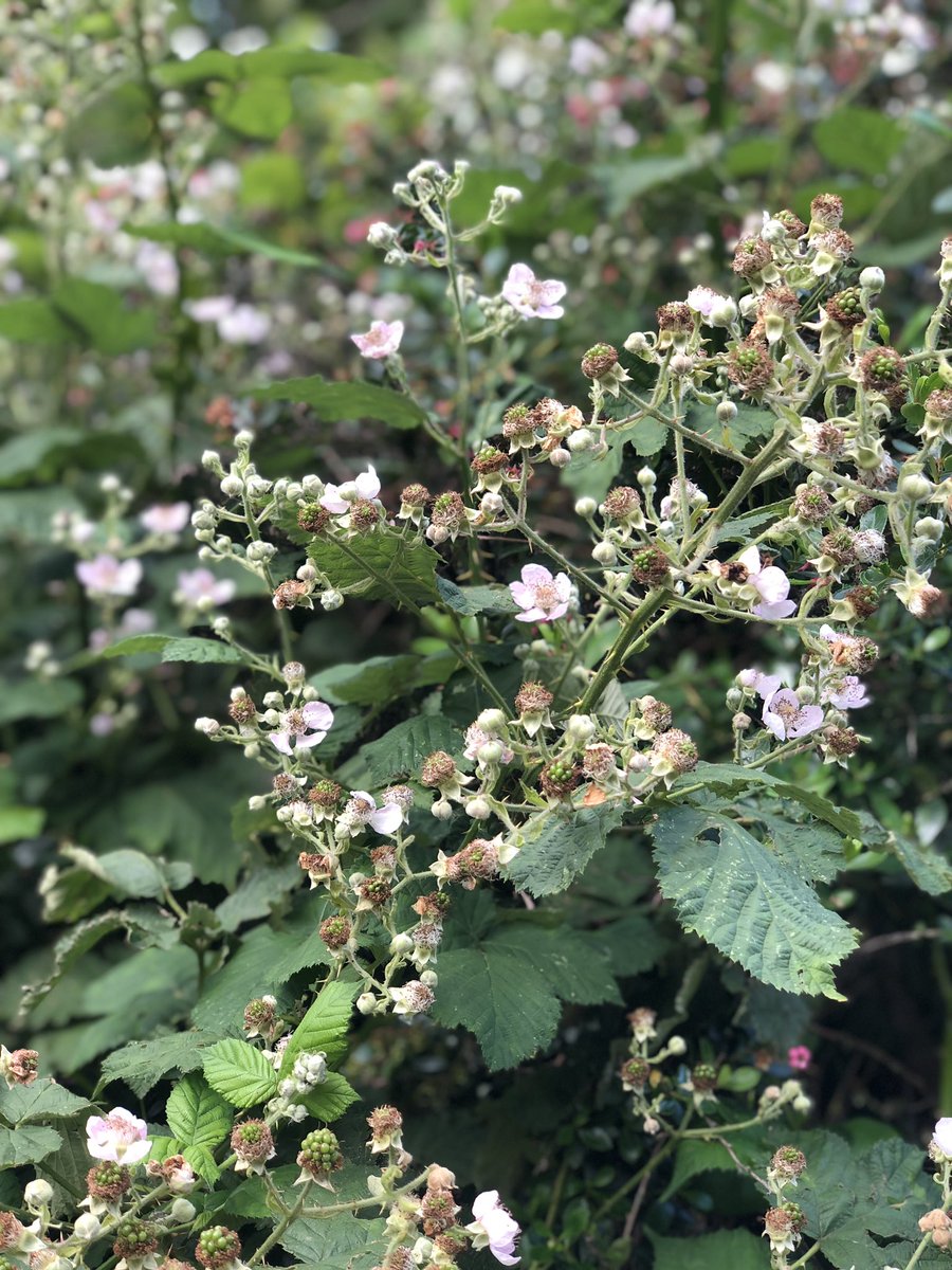 EarlsCourtFM's tweet photo. After visiting the market, take a stroll through Brompton Cemetery  @FOBCOfficial to see the summer colours, fruits and wildlife 

1. Blackberry fruits emerging after flowering 
2. Butterfly on a daisy - Please help identify!
3. Perennial pea flowers https://t.co/q0DLUxnE6w