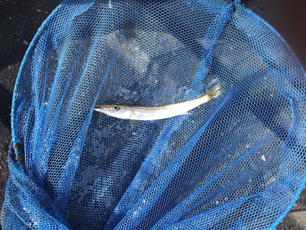 三羽雀 今日 6月27日は満月の大潮から2日過ぎです 浦安の海 には 産卵が終わり幼魚が育つ時期で 数センチのコノシロ 新子 や8cmほどのカマスの子供をたくさん見かけます 一昨日の正午に排水口の水門が空き 真っ暗な川になって 稚魚が激減した