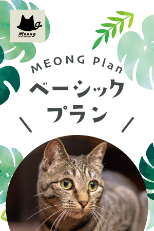 猫と過ごすバリ風民宿meong楽宿白浜店 Meong Shirahama Twitter