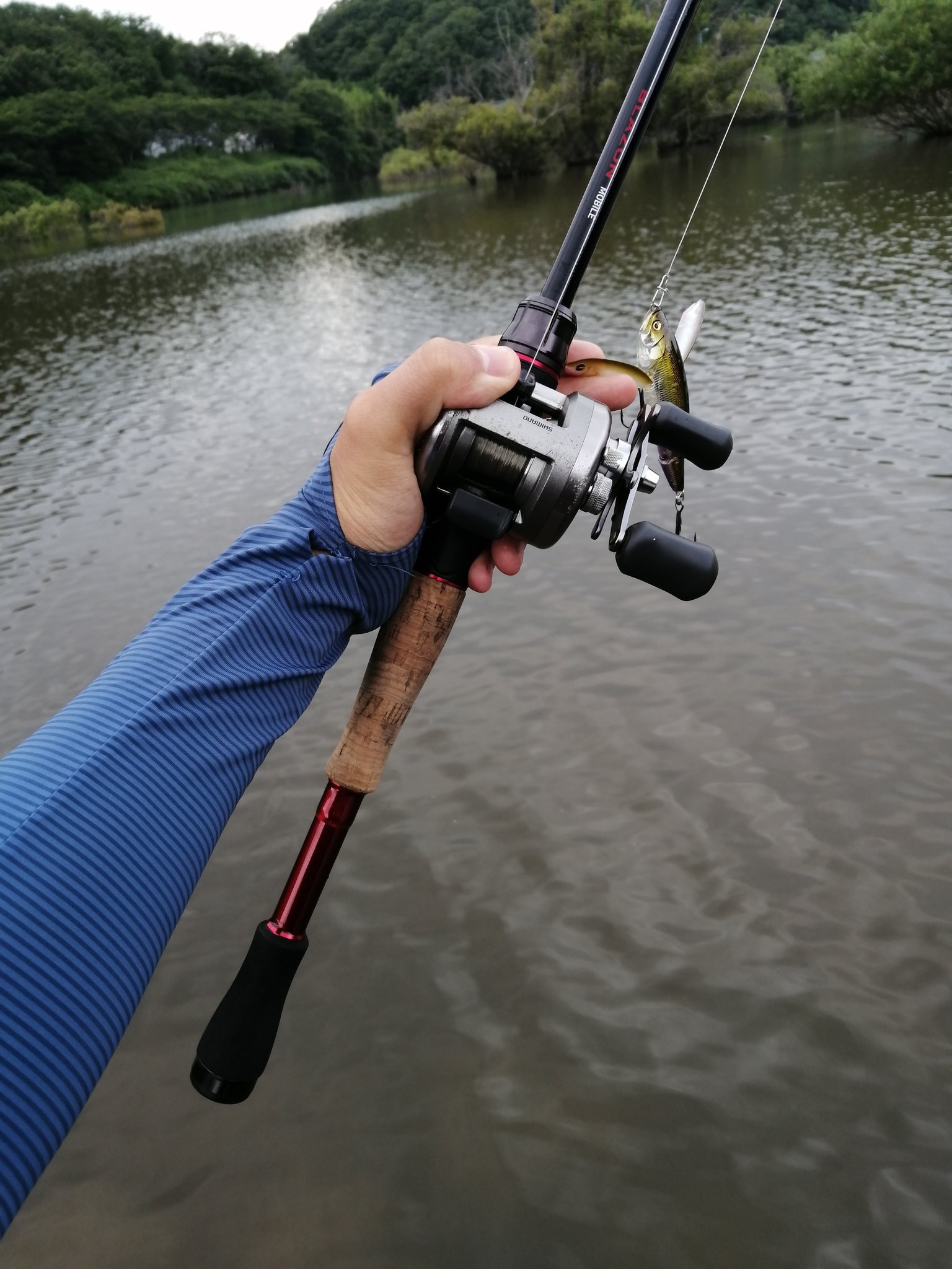 ミコト 高校生アングラー テスト勉強の休憩に釣り行ってきました ポンパドールででっかい鯰ヒットしたのにバラしました 泣 T Co 4u2zslzzzx Twitter