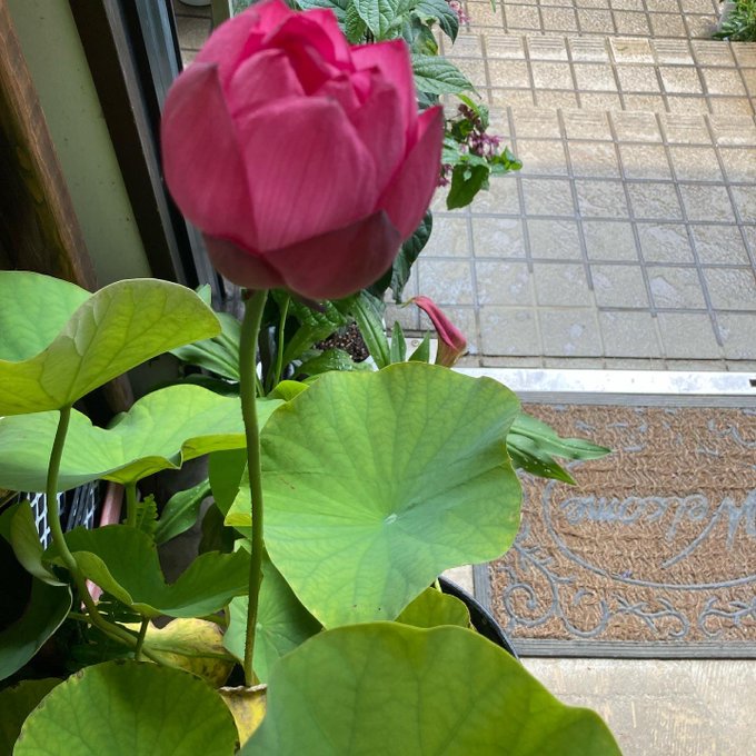 花屋 の検索結果 新城ポータル