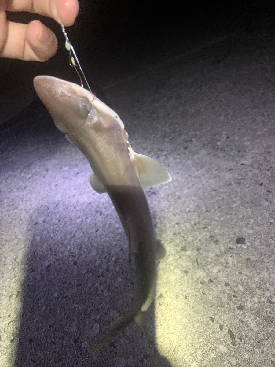 aacm3361's tweet image. キス釣りしてたらサメ釣れた
これって何ザメ？