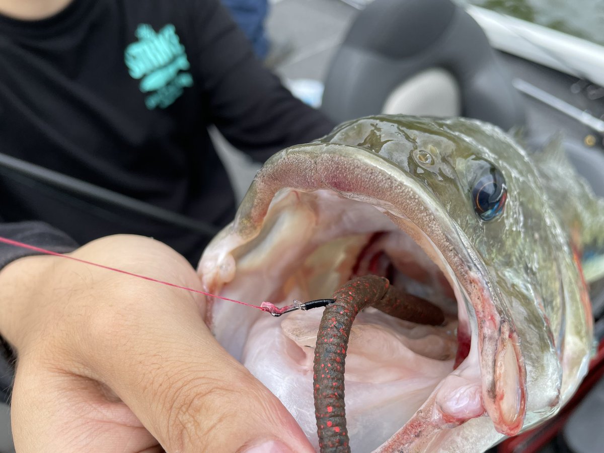 The Strike Skate And Tackle Shop Thestrikeskates Twitter