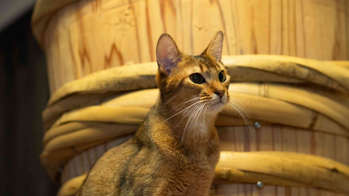 cat_feeding's tweet photo. Natural Balance L.I.D.

https://t.co/dUrhc22MTa https://t.co/oXCLqvL2Ik