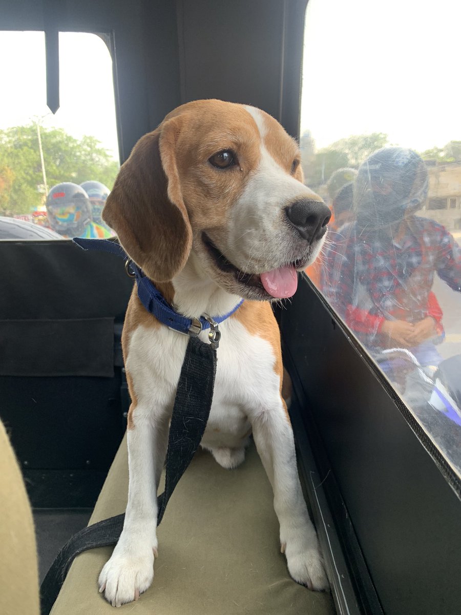 Sheetal29May's tweet photo. A ride in the Jeep ! #messithebeagle β₯οΈ https://t.co/vXXoyFwtNL