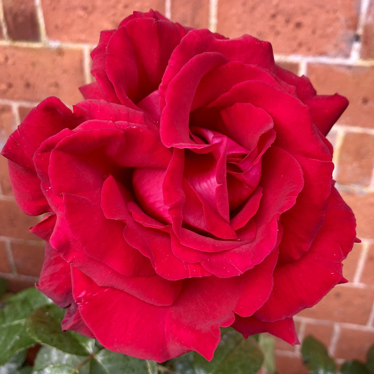 JoForbesLE's tweet photo. Outside the @SJCS_Cambridge boarding house is the most perfect rose I have ever seen. Just gorgeous πΉ #perfectrose #rose #rosegarden #cambridge #choristerparent #sundayvibes https://t.co/kCCV2Ke5Ra