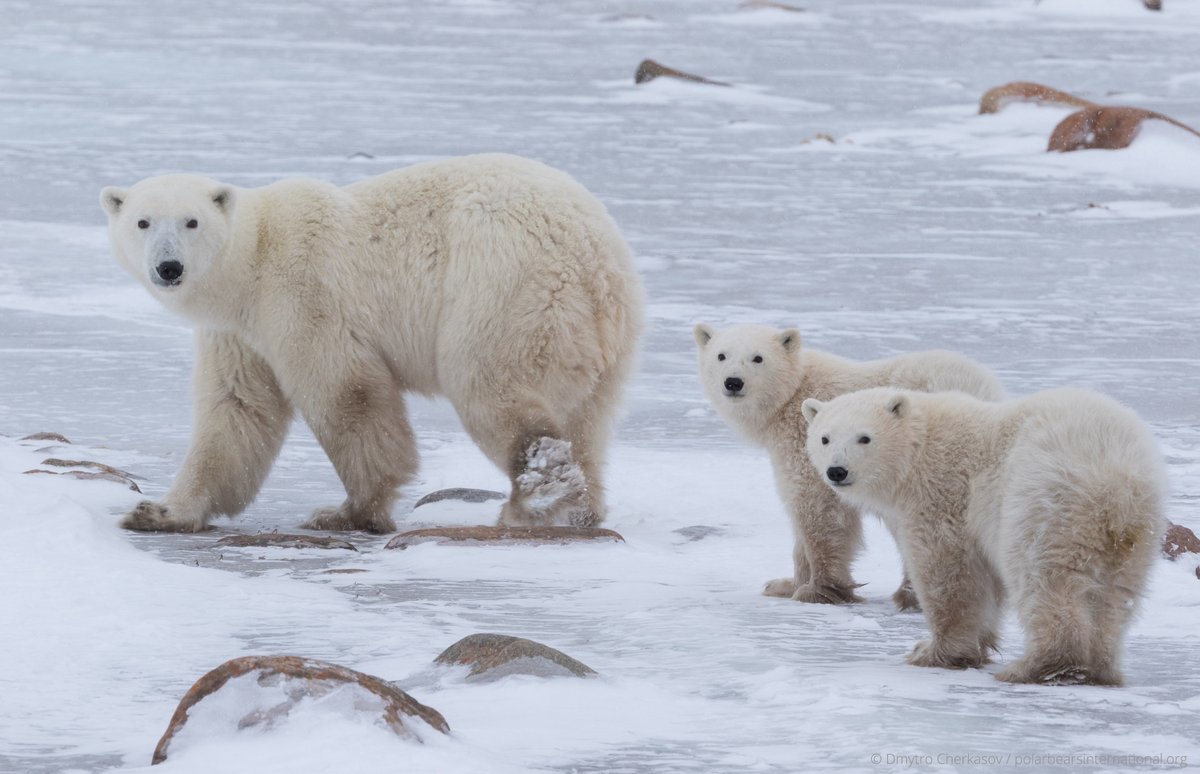 PolarBears's tweet photo. Did you know that Polar Bears International is a 4 star rated charity on Charity Navigator? ❄️✨💙 https://t.co/fpqj4WWzw3