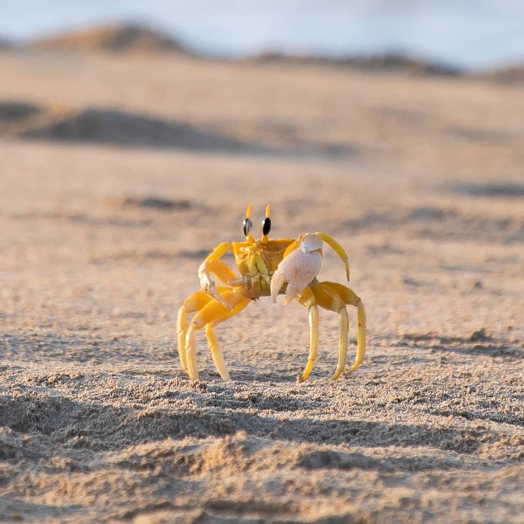 oman_infocus's tweet photo. Ghost crabs are generalists, meaning they will scavenge or they may hunt for smaller prey, often feeding on turtle hatchlings. They not only use their claws for feeding, but also for communication. 

#crabsofinstagram #oman #nature  #notdiscoveredyet #carnivore #coastal https://t.co/NJ4AaTzm3s
