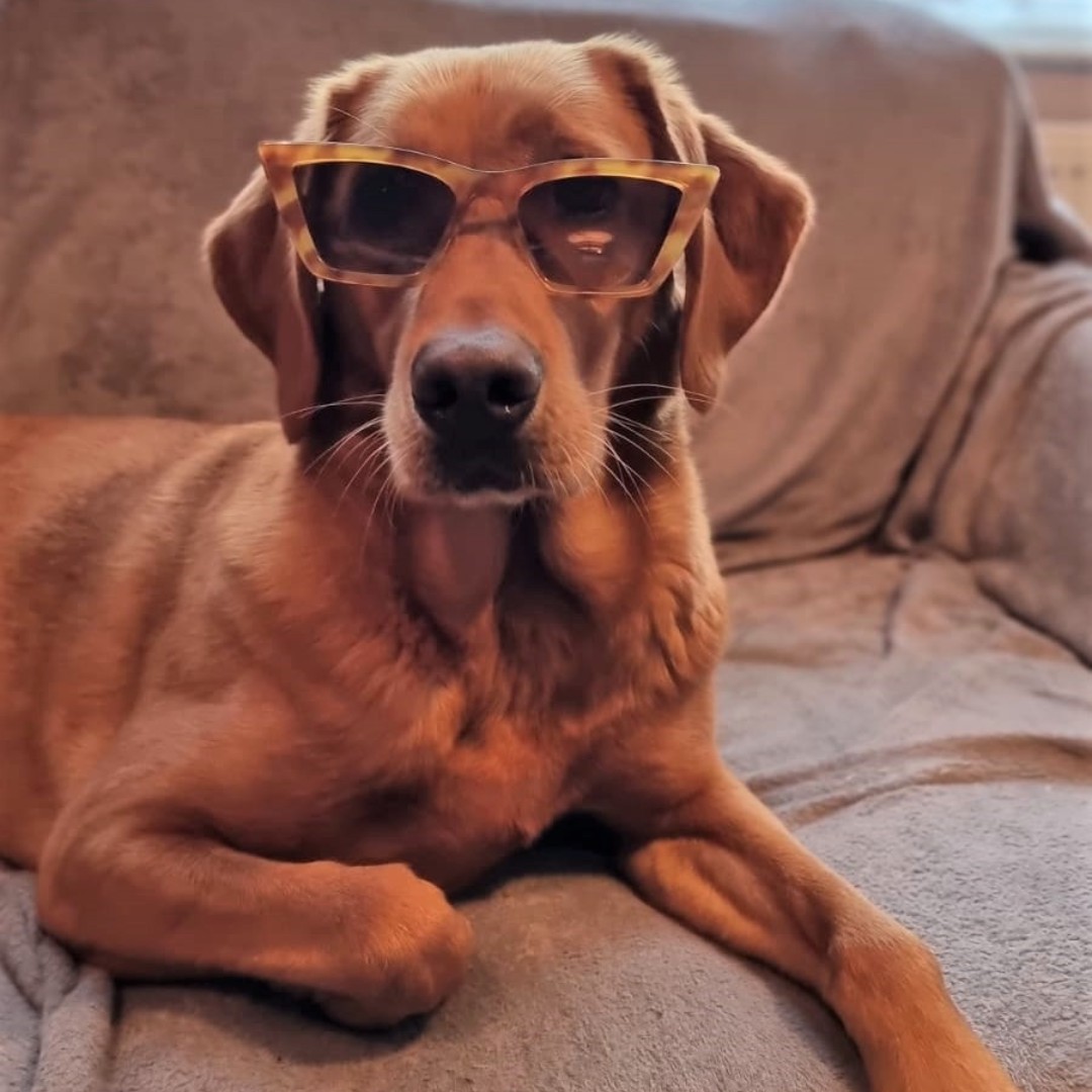 RuffTumbleCoats's tweet photo. When you've been working on 'the look' and perfected it...
#sunglassesday #ruffandtumble #dryingcoats #dudedog https://t.co/q2YvQAKN4Y