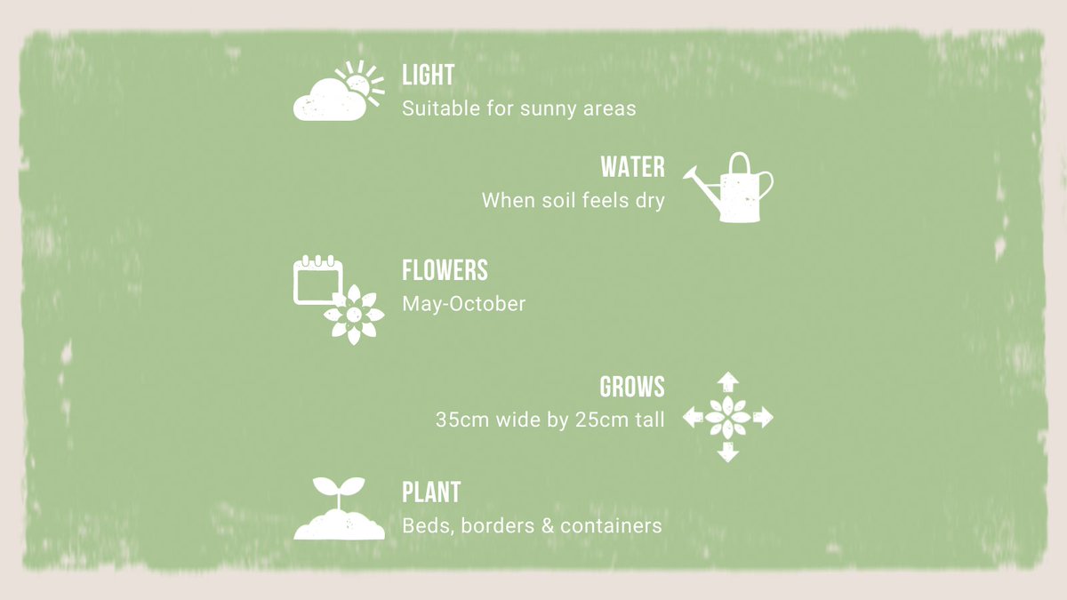 Look what we have growing in our greenhouse this week, isn't Lily beautiful 👀

Tap to shop 💷
ow.ly/SVGF50FcpcT

#wearethegrowers #dahlia #dahlietta #growing #greenhouse #gardeninguk #sustainablegardening #ecogarden #sustainablegarden #floweringplants