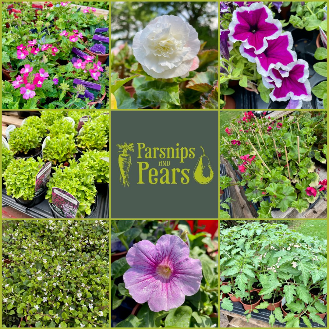 We still have a great selection of plants and compost available for delivery next week!

Order now to avoid disappointment! (Don't forget the Compost too!)

#garden #plants #freshfruitandveg #farmtofork #farmfresh #fooddelivery #shopindependent #buyonline #parsnipsandpears