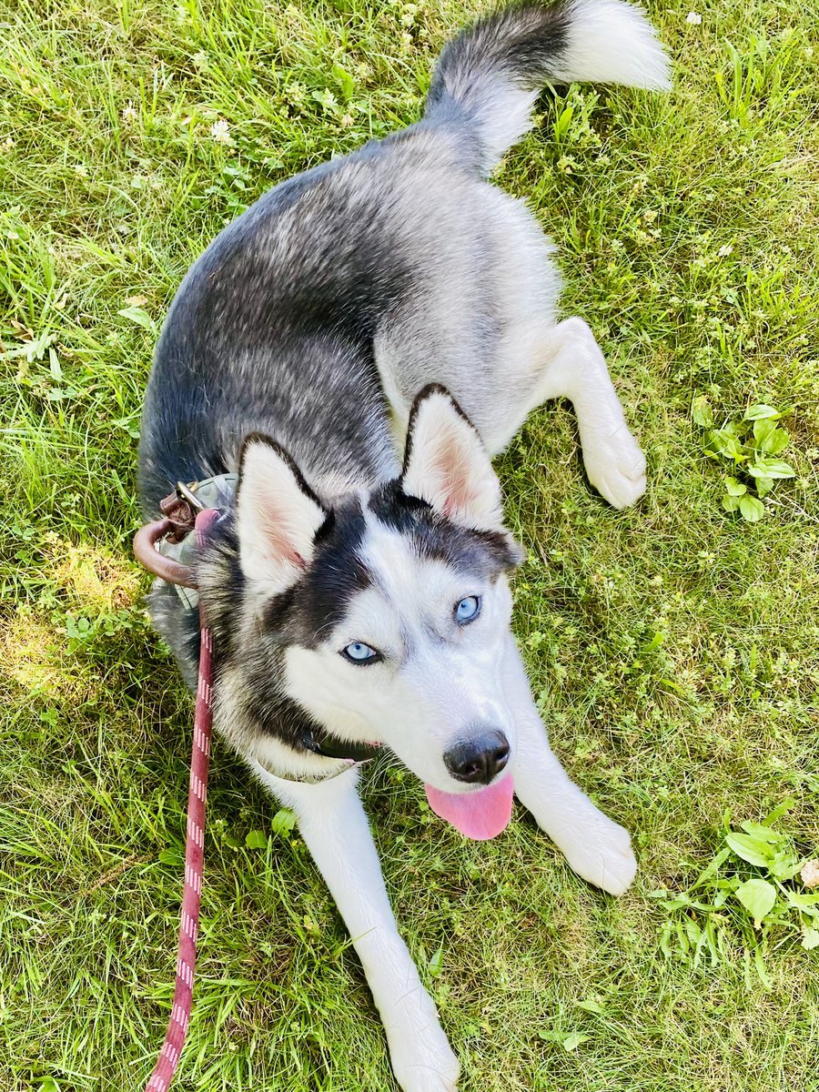 TrishTheSlayer's tweet photo. She’s getting so big🥺 #huskylife https://t.co/uaeFff5SBy