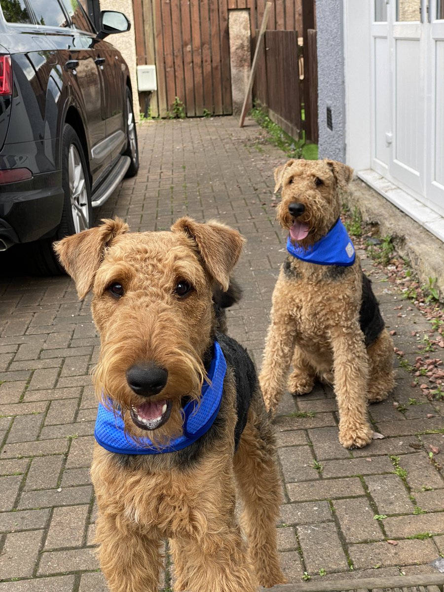 Cooling bandannas ❤️