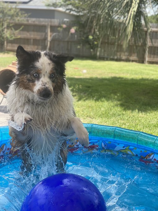 Derpy floof🥰 https://t.co/932RzRiyA7<a href="/tag/lgbtqneveralone"class="tags"><span>#lgbtqneveralone</span></a>