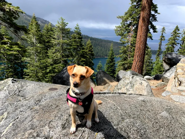 SocietyCamping's tweet photo. 😊Doggie loves camping. Now in emerald bay. Lake Tahoe.

#Camping #camperlife #CampingWithPet #DogCamper
#camperlife #CampingWorldSRX https://t.co/F57OvdCSdC