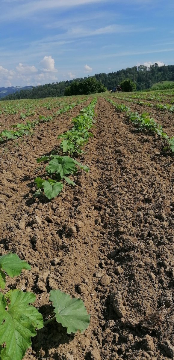 #organic #pumpkin after heavy rain. Due winter green crop cover, almost no tillage before sowing no erosion > stable soil crumbs