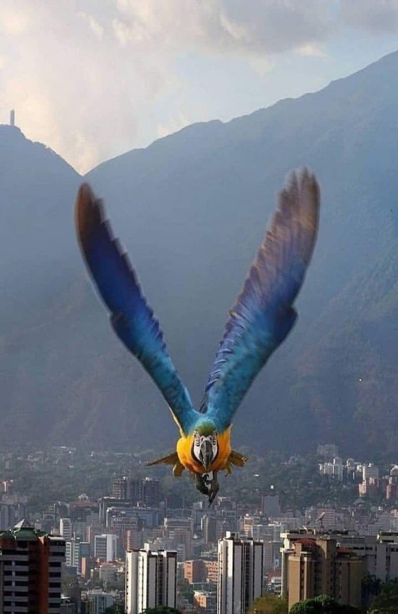 miguelhotero's tweet photo. Qué foto! https://t.co/dEqPexfGdF