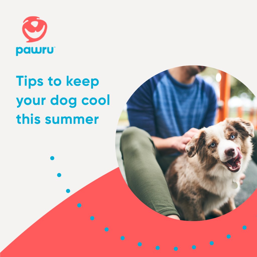 pawrupets's tweet photo. With summer in full swing, dogs across the U.S. are truly feeling the heat. If you have a young, overweight, or elderly dog, your pup could be at risk for overheating. Keep them cool all summer long with these tips! https://t.co/BuLjXmfPle https://t.co/zhIFXeoJxV