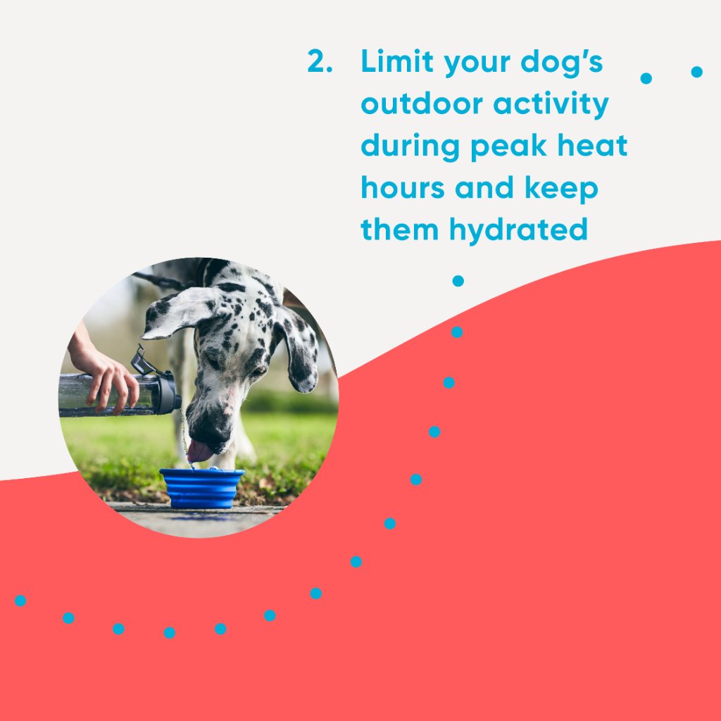 pawrupets's tweet photo. With summer in full swing, dogs across the U.S. are truly feeling the heat. If you have a young, overweight, or elderly dog, your pup could be at risk for overheating. Keep them cool all summer long with these tips! https://t.co/BuLjXmfPle https://t.co/zhIFXeoJxV