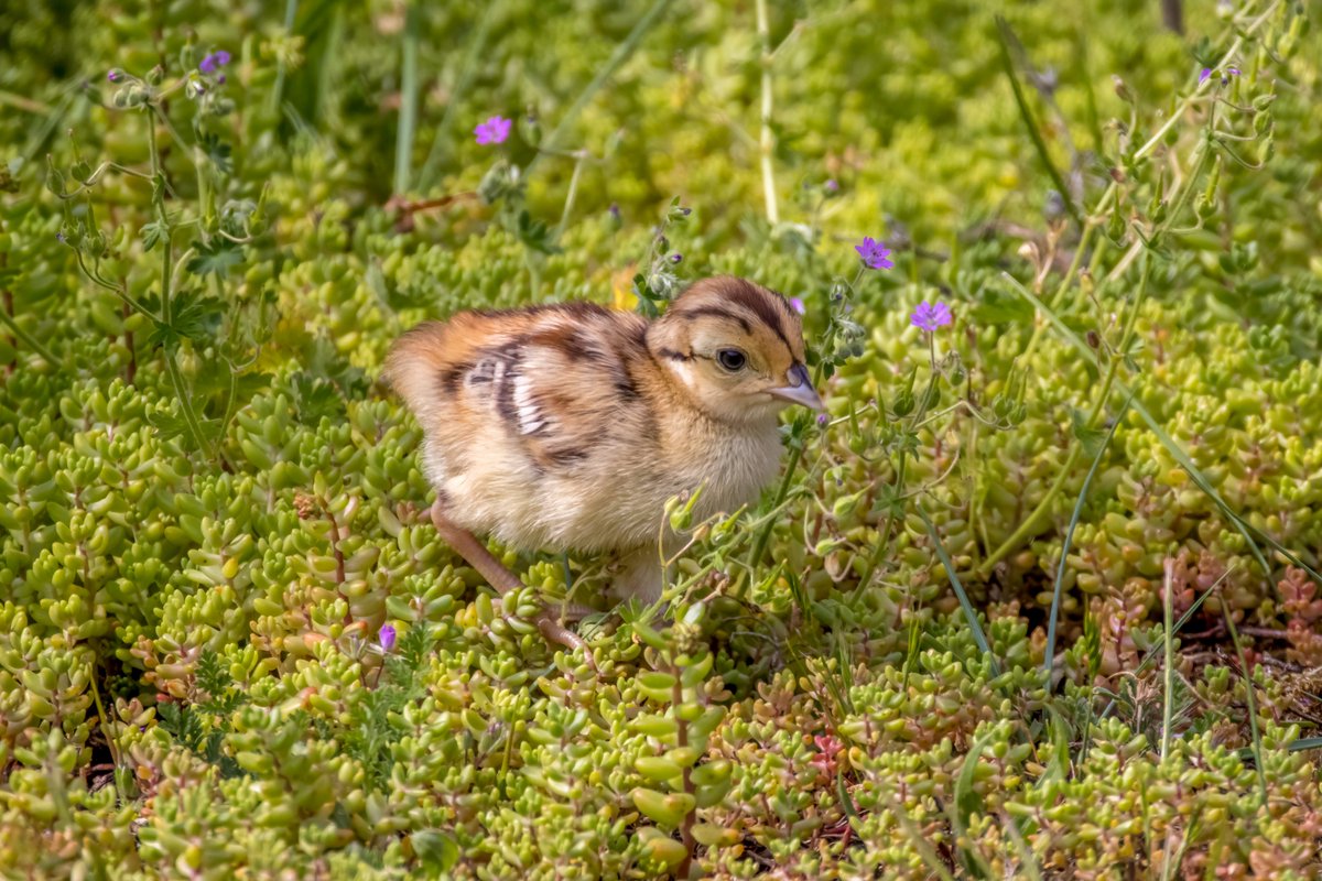 Pheasant chick near the path at #Snettisham #Birds