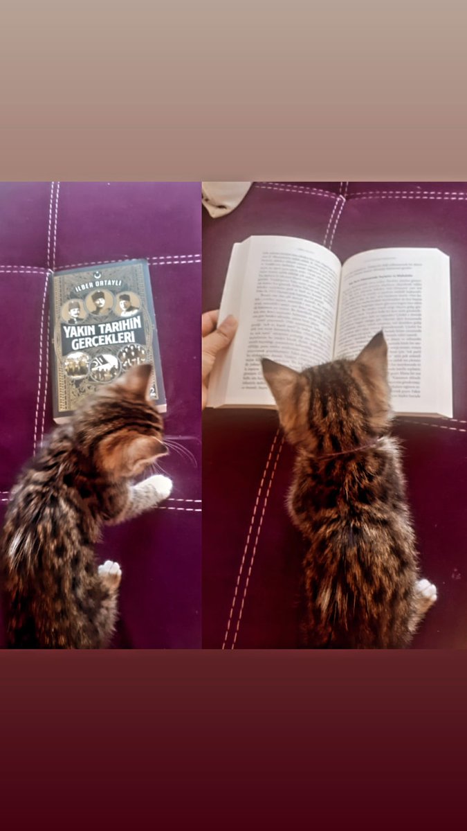 pinarratalay's tweet photo. Tarihçi kedisi 😻
@hazelyamac
 @ILBERORTAYLIGSU https://t.co/hsXP8wW3Ca