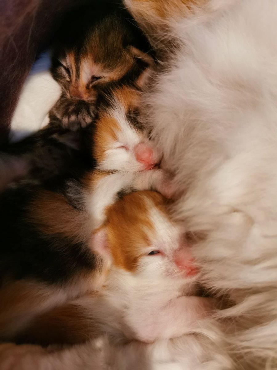 Life rule #9: Be kind to stray cats and invite them into your home, for they may bless you with adorable cuteness.

And that's how come I have a mama cat and 3 kittens ❤️