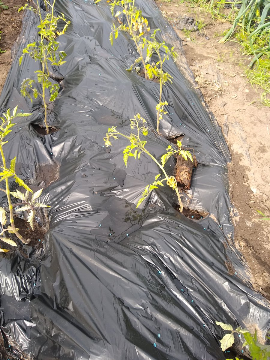 GuyBarter's tweet photo. Panic planting of my surplus blight-resistant bush tomato plants. All this talk of expensive and scarce tinned tomatoes has saved them from the compost bin. Destined to freeze as sauce and also whole tomatoes. #biodegradablemulch #allotment https://t.co/6PPnl4Dbqs