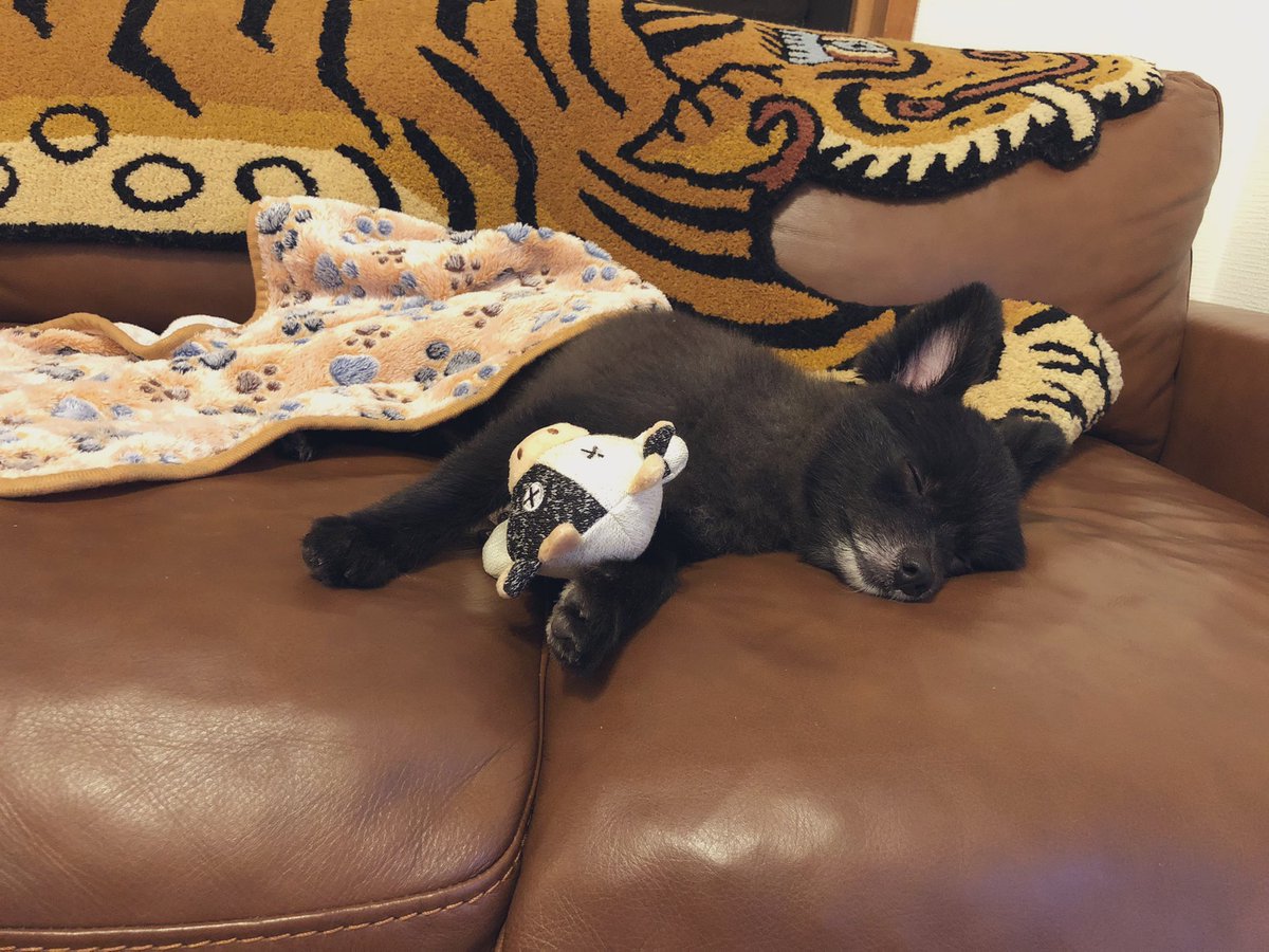 oku_guri's tweet photo. 牛と寝るねって宣言してちゃんと抱っこして寝てるも寝ながらもぞもぞするのも全部愛おしいな😭
長生きしてくれや〜〜〜🙏 https://t.co/VIPbmDWnaH