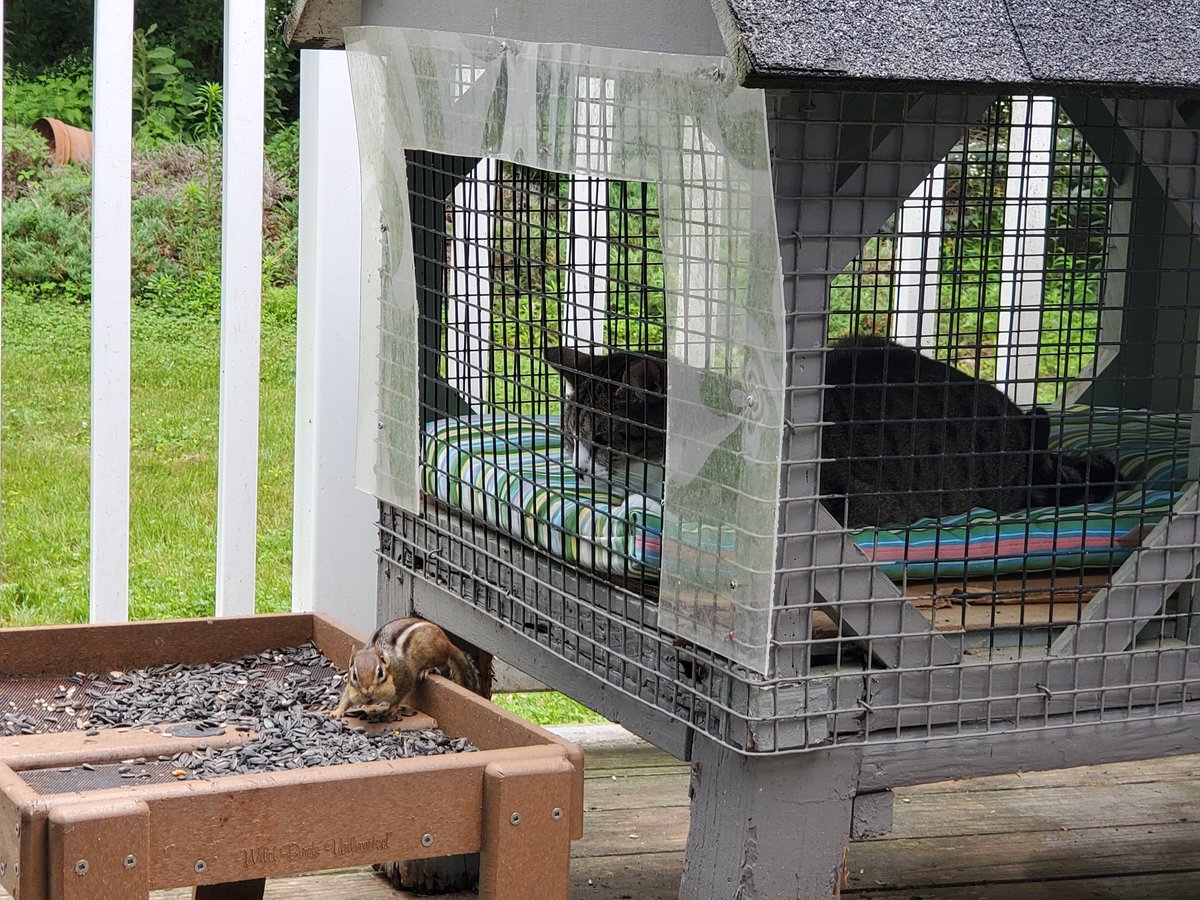 CatWombat's tweet photo. Sunday Morning in Kitty House
Chippy Patrol
#CatsOfTwitter @PopuIarCats 
#mybackyardaudubon https://t.co/B1xH2IXYvE