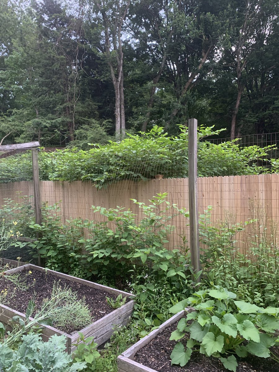 redbee's tweet photo. #eversourcect refusing to maintain their easement unless it means razing trees leaving #westonct looking like a ghetto. Crimes against the environment committed by @EversourceCT CLEAN UP YOUR MESS NOW! #japaneseknotweed @WillHaskellCT @SenBlumenthal @GovNedLamont @News12CT https://t.co/Nvcu1zyyiL