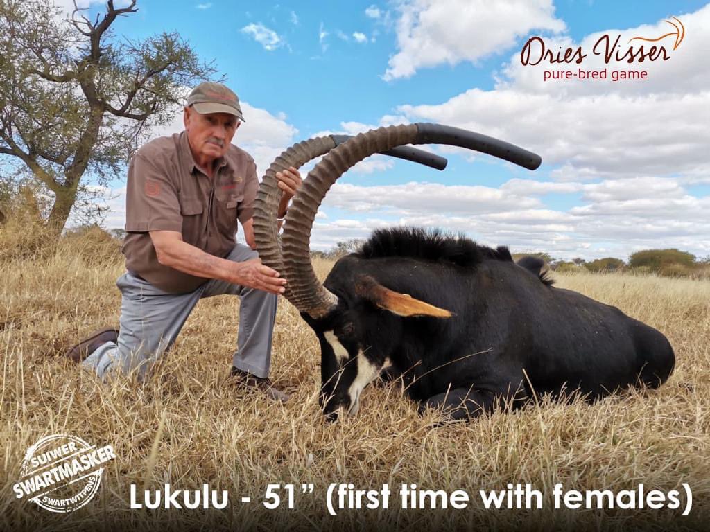 DriesVisserGame's tweet photo. Ons het hierdie week by 4 teelgroepe hierdie bulle gewissel.
https://t.co/eCQC9CyHL2
#driesvisser #swartmasker #zambiansable #blackmask #genetics #breeding #welovewhatwedo https://t.co/xQXFefpMew