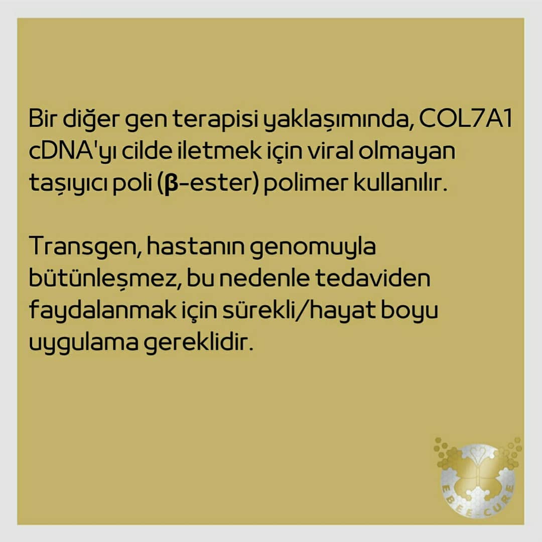 EBee_Cure's tweet photo. ✨Epidermolizis Bülloza Tedavi Çalışmaları #3 Gen Terapisi
✨Treatment Trials of Epidermolysis Bullosa #3 Gene Therapy
👇TR/ENG 👇
#Epidermolizisbülloza #Epidermolysisbullosa #kelebekhastalığı #butterflydisease #butterflychildren #kelebekçocuklar  @RaDiChallenge @CihanTastan_PhD https://t.co/uYQhYpezJU
