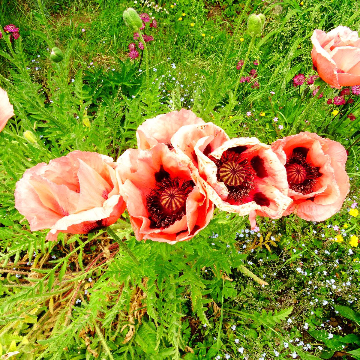 SepidehArkani's tweet photo. We planted #Astrantia #major '#RubyStar' around the edge of our round bed two years ago to frame the #Papaver '#CoralReef' we'd grown from seed. Now the Astrantias complement our Papavers as they develop their #blooms. #alpineflowers #herbaceousperennials #flowersforpollinators https://t.co/9x5mK2eVzp