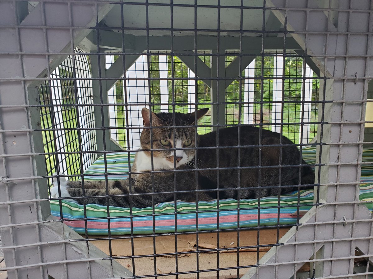 CatWombat's tweet photo. @UnitedSpaceCats @PopuIarCats hahaha. I IS very happy in my house, dont jest about one of my fayve pastimes, i scares the chippies away a good 5 seconds each round.  ready for round 57.
talk to the paws 😽😸 https://t.co/dN7gRx3Upx