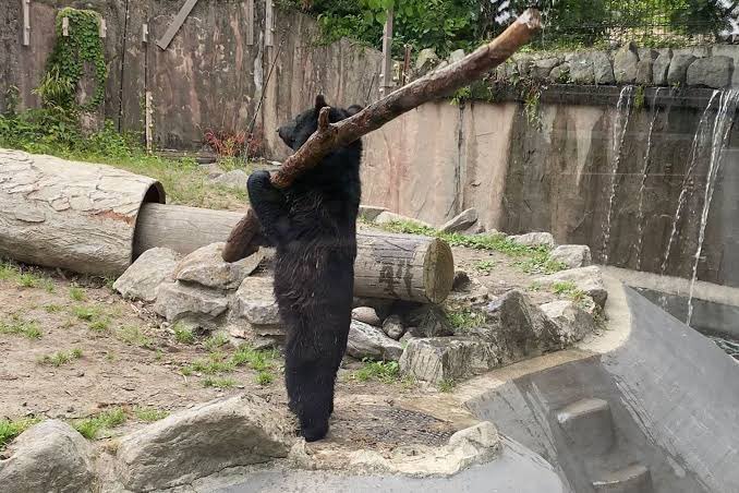 せぶてぃすゲーム せぶさんのフォートナイト配信 Nishinoakihiro 1秒で笑う熊の背筋ピーンありがとうございます