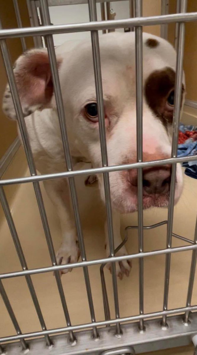 Failed by #ADOPTER &amp; dumped,  #KILO #A2150249, 3 yr, 64 lb, male #AmericanBulldog 💔
Adopted 10 months ago by by irresponsible owner. Why does shelter immediately label a “biter” dog but never labels the adopter a “bad human”? 
facebook.com/rescuemeMIAMIF…