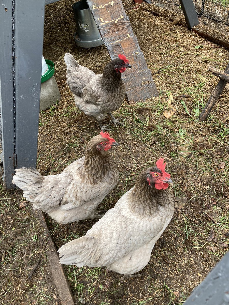 DefundBergman's tweet photo. good morning #MI01! These gals are dodging raindrops wondering when the heck is Jack gonna refute the Big Lie?!? They know a thing or two about chickens &amp; 7+ months &amp; not a peep of truth from you, well Jack, they think you’d fit right in #animalsforaccountability #DefundBergman https://t.co/PtPZXHdSv4