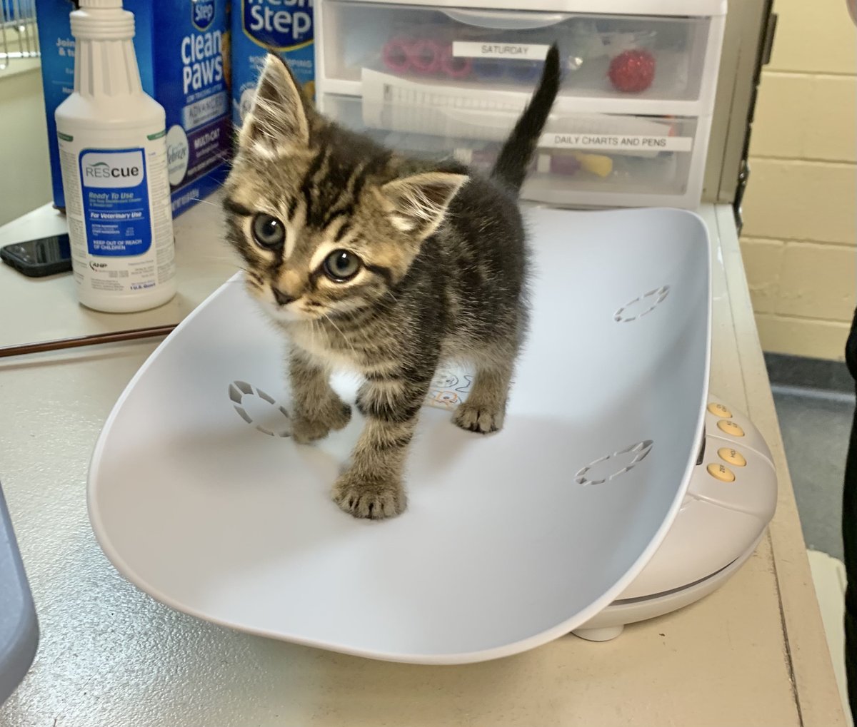 cthumane's tweet photo. Not quite big enough yet, according to the scale! Off to foster you go! (P.S. Notice anything unique about this kitten?) #WeighIn #StillTiny #CThumane https://t.co/u3fTOe59zV
