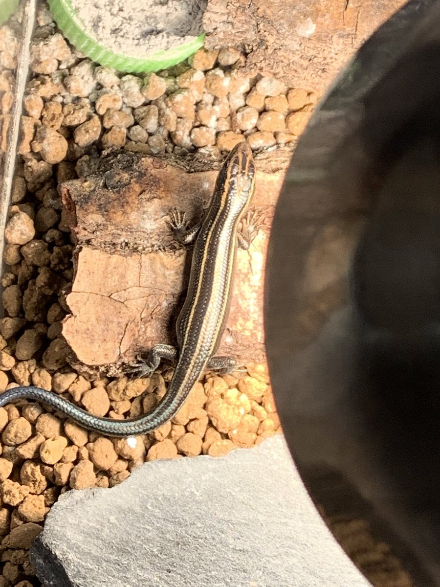 鈴木のペット ニホントカゲを飼い始めました 小学生の時にカナヘビを飼っていた以外完全に初めてなのでアドバイスお願いします 爬虫類 爬虫類好きさんと繋がりたい トカゲ ニホントカゲ